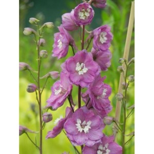 ostróżka ogrodowa (Delphinium x cultorum Pacific-Hybrids) Astolat Premium- Świat bylin - sklep internetowy