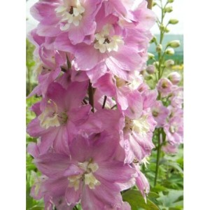 ostróżka ogrodowa (Delphinium x cultorum Pacific-Hybrids) Astolat Premium- Świat bylin - sklep internetowy