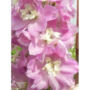 ostróżka ogrodowa (Delphinium x cultorum Pacific-Hybrids) Astolat Premium- Świat bylin - sklep internetowy