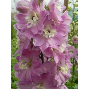 ostróżka ogrodowa (Delphinium x cultorum Pacific-Hybrids) Astolat Premium- Świat bylin - sklep internetowy
