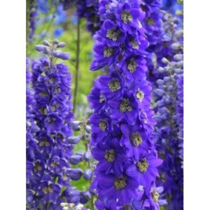 ostróżka ogrodowa (Delphinium x cultorum Pacific-Hybrids) Black Knight - Świat bylin - sklep internetowy