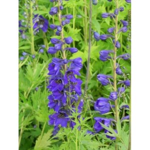 ostróżka ogrodowa (Delphinium x cultorum Pacific-Hybrids) Black Knight - Świat bylin - sklep internetowy