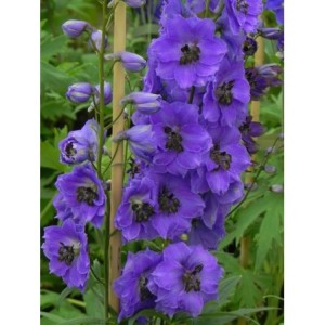ostróżka ogrodowa (Delphinium x cultorum Pacific-Hybrids) Black Knight - Świat bylin - sklep internetowy