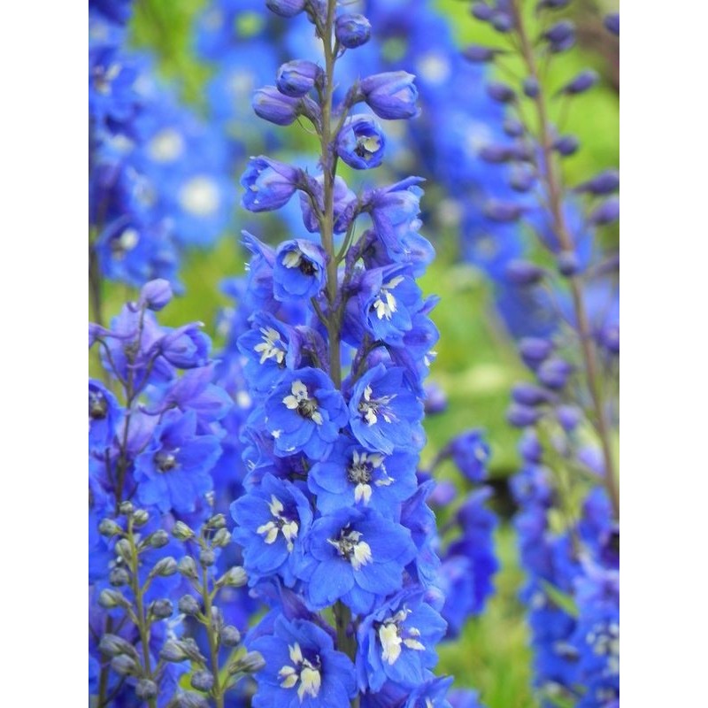 ostróżka ogrodowa (Delphinium x cultorum Pacific-Hybrids) Blue Bird - Świat bylin - sklep internetowy