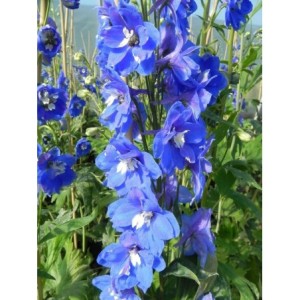 ostróżka ogrodowa (Delphinium x cultorum Pacific-Hybrids) Blue Bird - Świat bylin - sklep internetowy