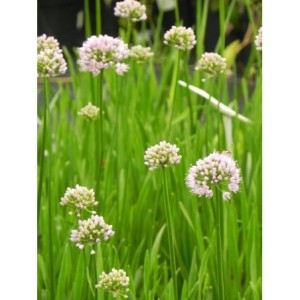 czosnek kątowaty (Allium angulosum) Summer Beauty- Świat bylin - sklep internetowy