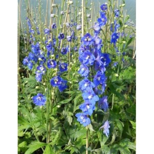 ostróżka ogrodowa (Delphinium x cultorum Pacific-Hybrids) Blue Bird - Świat bylin - sklep internetowy