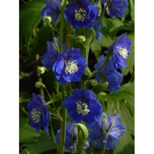 ostróżka ogrodowa (Delphinium x cultorum Pacific-Hybrids) Blue Bird - Świat bylin - sklep internetowy