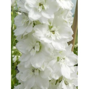 ostróżka ogrodowa (Delphinium x cultorum Pacific Giants) Galahad- Świat bylin - sklep internetowy