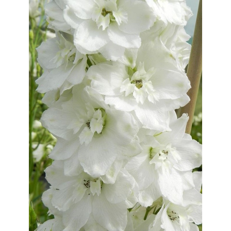 ostróżka ogrodowa (Delphinium x cultorum Pacific Giants) Galahad- Świat bylin - sklep internetowy