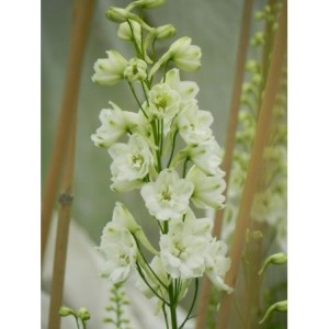 ostróżka ogrodowa (Delphinium x cultorum Pacific Giants) Galahad- Świat bylin - sklep internetowy