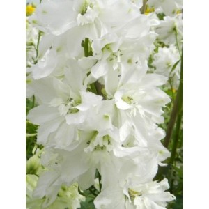 ostróżka ogrodowa (Delphinium x cultorum Pacific Giants) Galahad- Świat bylin - sklep internetowy