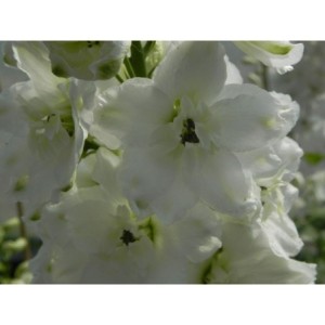 ostróżka ogrodowa (Delphinium x cultorum Pacific Giants) Galahad- Świat bylin - sklep internetowy