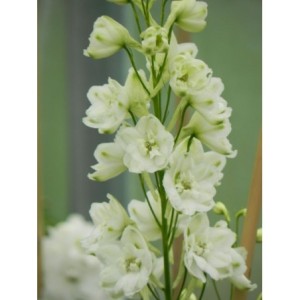 ostróżka ogrodowa (Delphinium x cultorum Pacific Giants) Galahad- Świat bylin - sklep internetowy