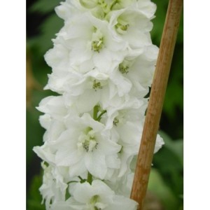 ostróżka ogrodowa (Delphinium x cultorum Pacific Giants) Galahad- Świat bylin - sklep internetowy