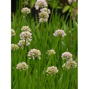 czosnek kątowaty (Allium angulosum) Summer Beauty- Świat bylin - sklep internetowy