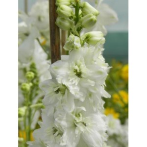 ostróżka ogrodowa (Delphinium x cultorum Pacific Giants) Galahad- Świat bylin - sklep internetowy