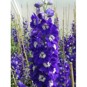 ostróżka ogrodowa (Delphinium x cultorum Pacific-Hybrids) King Arthur - Świat bylin - sklep internetowy