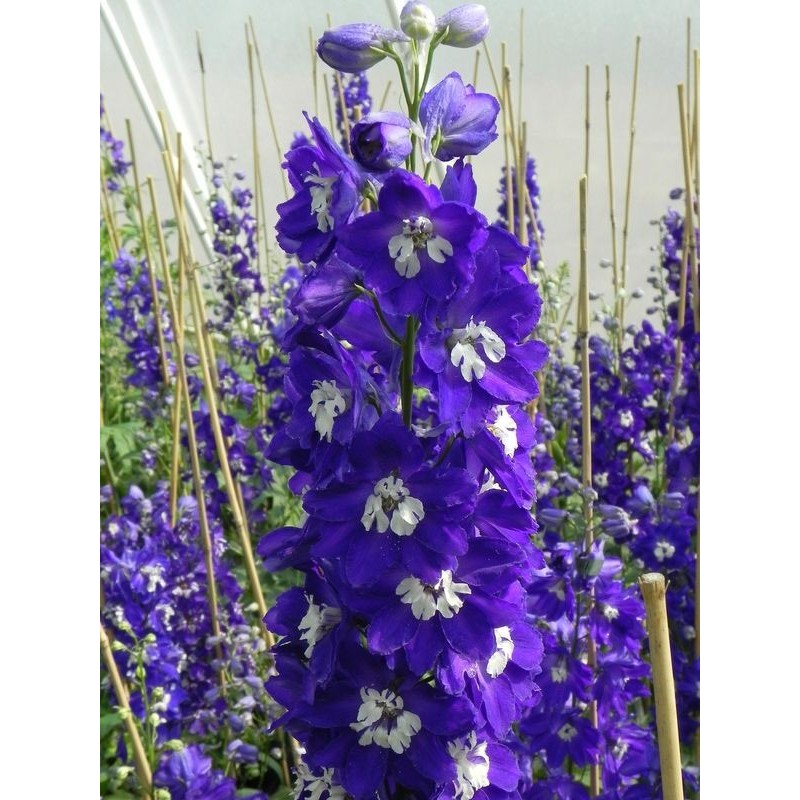ostróżka ogrodowa (Delphinium x cultorum Pacific-Hybrids) King Arthur - Świat bylin - sklep internetowy