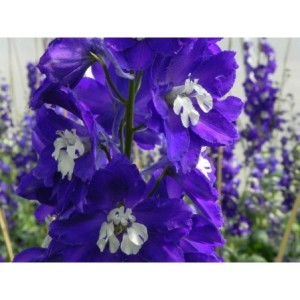 ostróżka ogrodowa (Delphinium x cultorum Pacific-Hybrids) King Arthur - Świat bylin - sklep internetowy