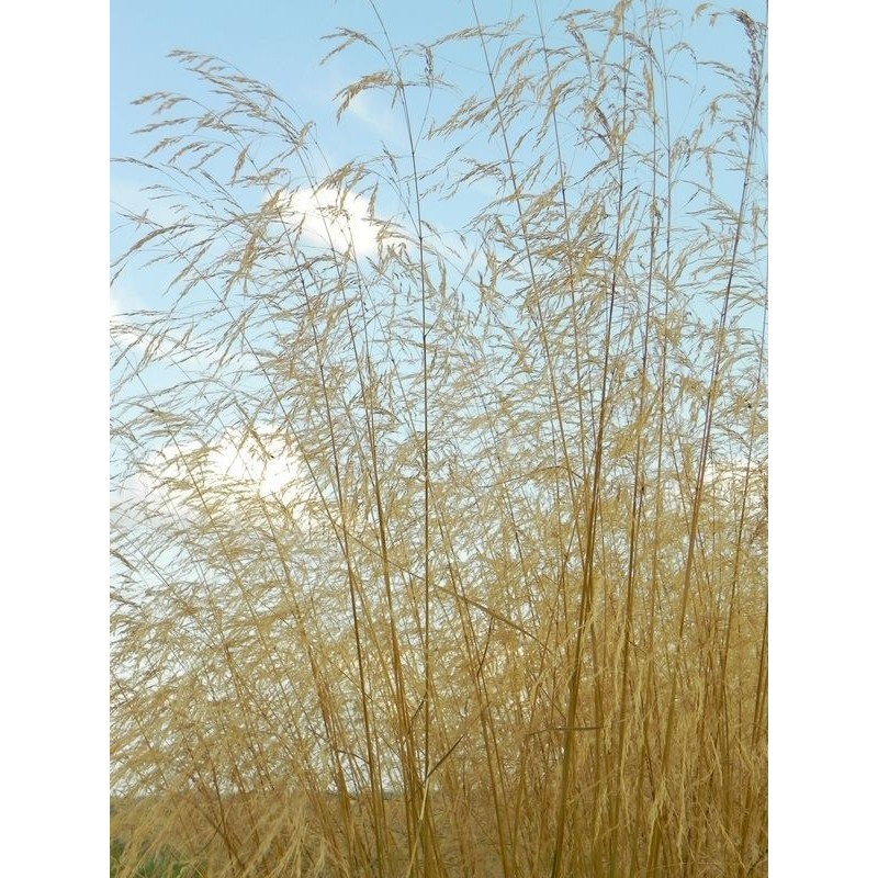 śmiałek darniowy (Deschampsia caespitosa) - Świat bylin - sklep internetowy