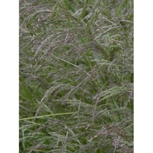 śmiałek darniowy (Deschampsia caespitosa) - Świat bylin - sklep internetowy