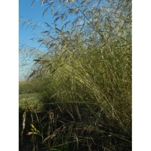 śmiałek darniowy (Deschampsia caespitosa) - Świat bylin - sklep internetowy