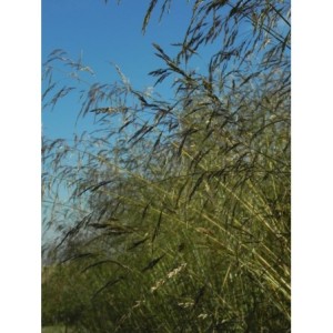 śmiałek darniowy (Deschampsia caespitosa) - Świat bylin - sklep internetowy