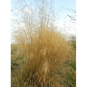 śmiałek darniowy (Deschampsia caespitosa) - Świat bylin - sklep internetowy