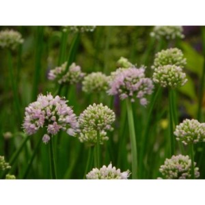 czosnek kątowaty (Allium angulosum) Summer Beauty- Świat bylin - sklep internetowy