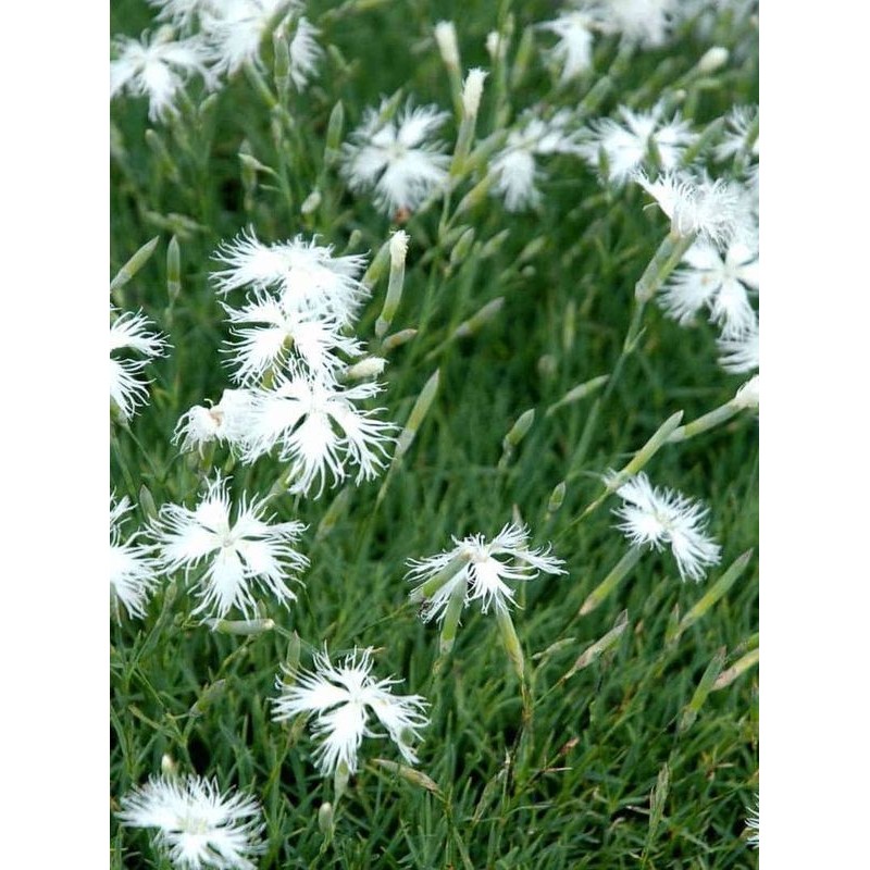 goździk piaskowy (Dianthus arenarius) - Świat bylin - sklep internetowy