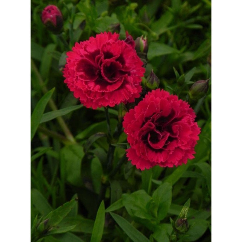 goździk ogrodowy (Dianthus caryophyllus) Code® Bicolour- Świat bylin - sklep internetowy