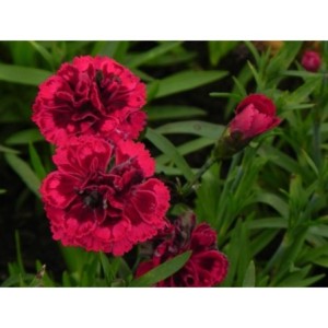 goździk ogrodowy (Dianthus caryophyllus) Code® Bicolour- Świat bylin - sklep internetowy