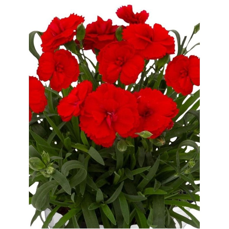 goździk ogrodowy (Dianthus caryophyllus) Code® Bright Red- Świat bylin - sklep internetowy