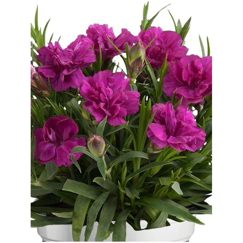 goździk ogrodowy (Dianthus caryophyllus) Code® Purple Dark Center- Świat bylin - sklep internetowy