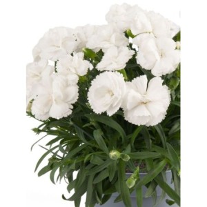 goździk ogrodowy (Dianthus caryophyllus) Code® White Winter- Świat bylin - sklep internetowy