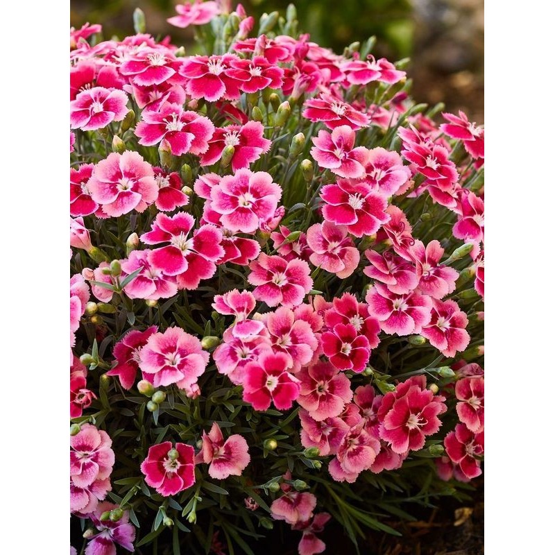 goździk ogrodowy (Dianthus caryophyllus) Silver Stars® Electric Dreams®- Świat bylin - sklep internetowy