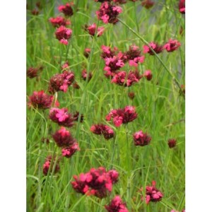 goździk krwisty (Dianthus cruentus) - Świat bylin - sklep internetowy