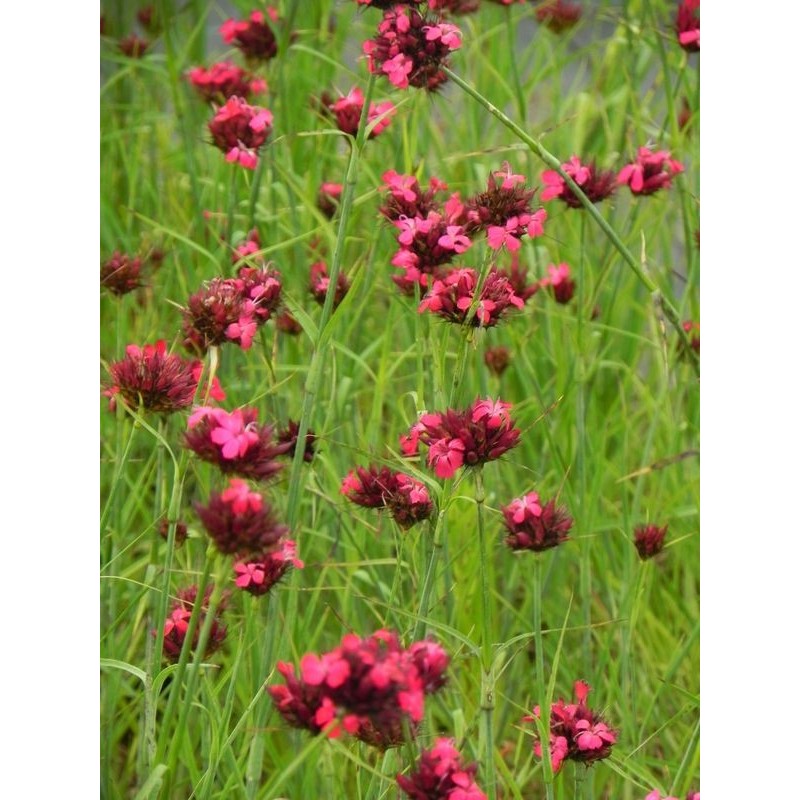 goździk krwisty (Dianthus cruentus) - Świat bylin - sklep internetowy