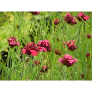 goździk krwisty (Dianthus cruentus) - Świat bylin - sklep internetowy