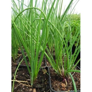 szczypiorek (Allium schoenoprasum) - Świat bylin - sklep internetowy