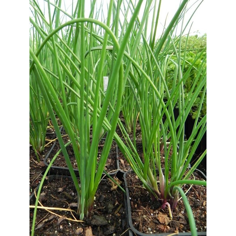 szczypiorek (Allium schoenoprasum) - Świat bylin - sklep internetowy