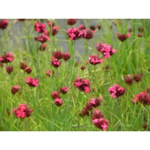 goździk krwisty (Dianthus cruentus) - Świat bylin - sklep internetowy