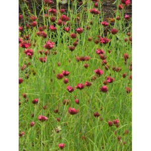 goździk krwisty (Dianthus cruentus) - Świat bylin - sklep internetowy