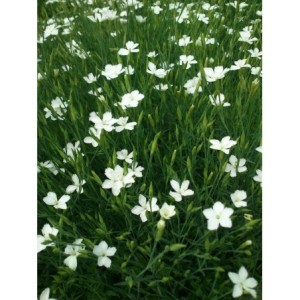 goździk kropkowany (Dianthus deltoides) White- Świat bylin - sklep internetowy