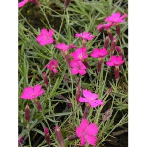 goździk siny (Dianthus gratianopolitanus) Amarant- Świat bylin - sklep internetowy
