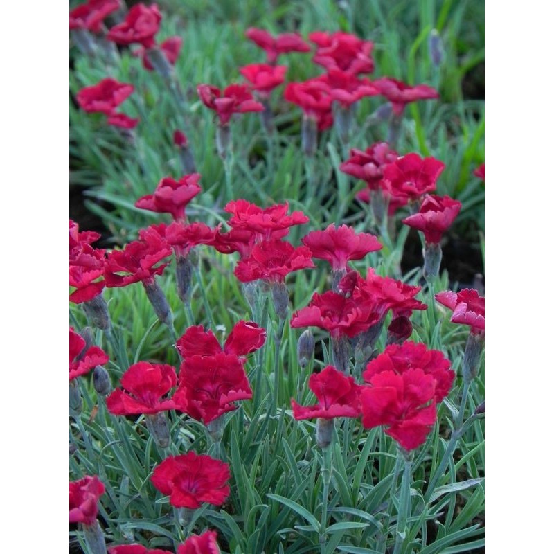 goździk siny (Dianthus gratianopolitanus) Rubin- Świat bylin - sklep internetowy