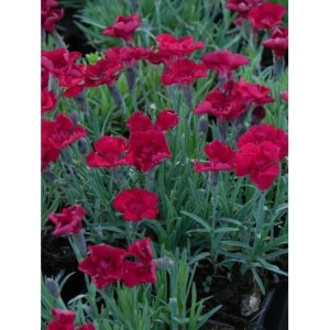 goździk siny (Dianthus gratianopolitanus) Rubin- Świat bylin - sklep internetowy