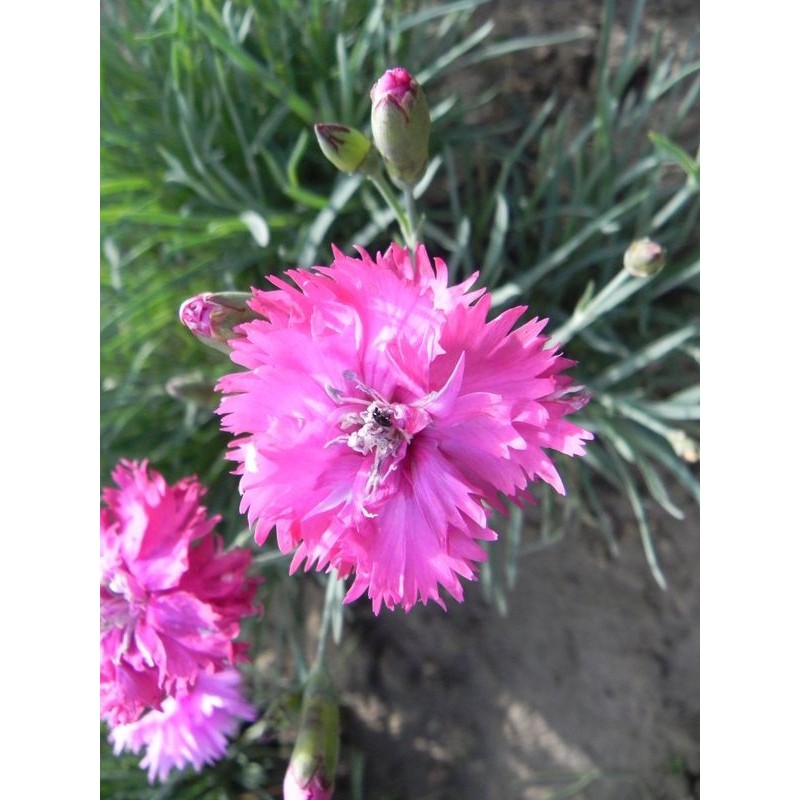 goździk pierzasty (Dianthus plumarius) Double Rose- Świat bylin - sklep internetowy