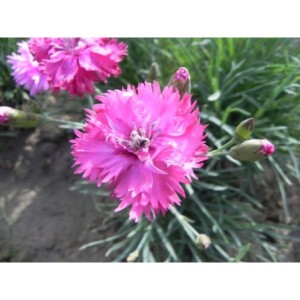 goździk pierzasty (Dianthus plumarius) Double Rose- Świat bylin - sklep internetowy